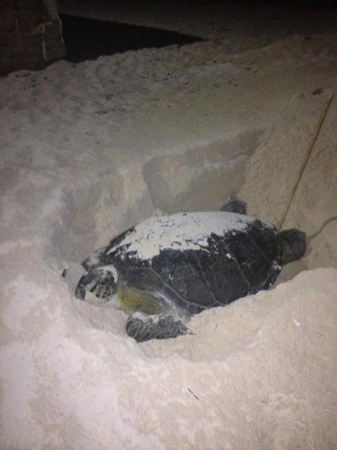 Villa De Las Tortugas Cancun Ngoại thất bức ảnh